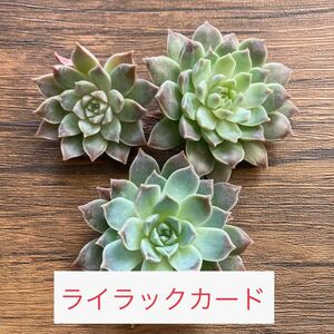 【ライラックカード】　チャンフィ苗　 エケベリア　 多肉植物