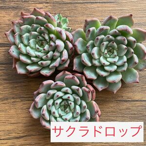 【サクラドロップ】　カット苗　人気品種　エケベリア　 多肉植物