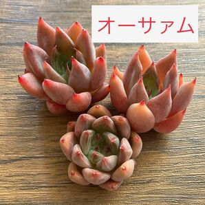 【オーサァム】　エケベリア　多肉植物　韓国苗　ウォーターマークがキレイです！