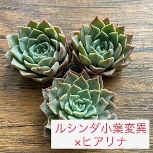 【ルシンダ小葉変異×ヒアリナ】　エケベリア　多肉植物　交配苗　韓国苗