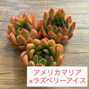 【アメリカマリア×ラズベリーアイス】　エケベリア　交配苗　多肉植物　韓国苗　【お買得品】