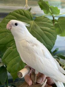 食用オカメインコタマゴ　６個