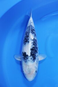 【魚酔#601】面迫養鯉場産 白写り 2022年生 53cm メス