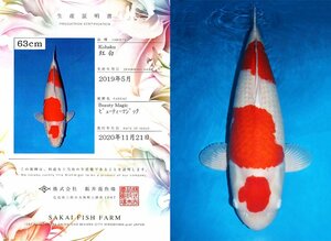 【魚酔#SP-CA1】前代未聞！最高級の巨鯉特別出品！！【通常発送不可】【動画あり】阪井養魚場産 紅白 親鯉=ビューティーマジック 85cm メス