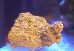 コモンサンゴ Starburst Montipora 6x6x8cm【送料無料】