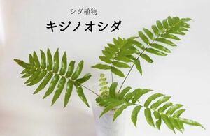 キジノオシダ（シダ植物）　　パルダリウム、ビバリウム、苔テラリウム、苔玉等