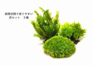 密閉空間で育てやすい苔セット（３種）＃２　　　パルダリウム、ビバリウム、苔テラリウム等