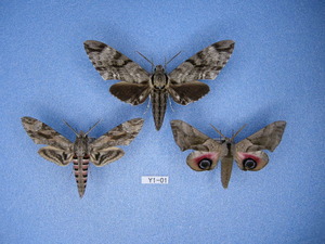 蛾標本 スズメガ 10種10頭セット　Y1-01　蛾　標本　昆虫　研究　コレクション