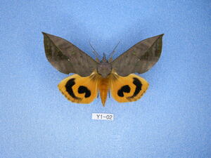 蛾標本 アケビコノハ　Y1-02　蛾　標本　昆虫　研究用　コレクション