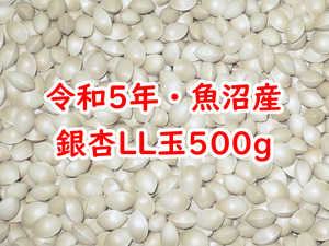 令和5年★新潟・魚沼産★ぎんなん★LL玉★500g★国産銀杏 ギンナン