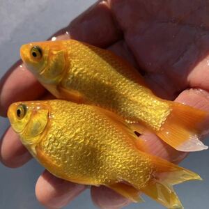 キラキラ 金魚 黄色 2匹 約8cm