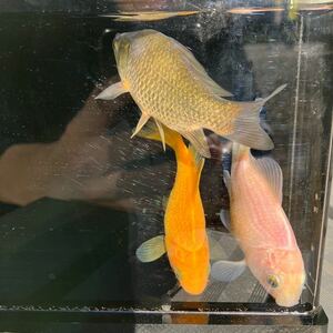 キラキラ 金魚 約8cm 3匹セット 黄 白 黒 （メタル）