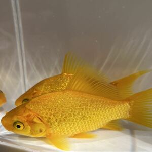 キラキラ 金魚 約8cm 黄色 2匹