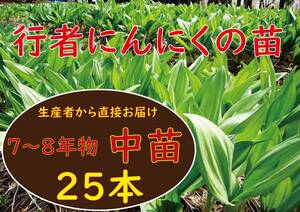 行者ニンニク 7～8年物中株苗25株 (立派に収穫)