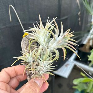 ブロメリア　コレクション　Tillandsia ionantha var.van-hyningii 