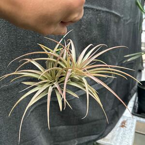 ブロメリア　コレクション　Tillandsia Maya Red Cap