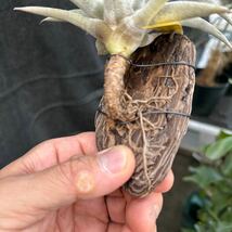 ブロメリア　コレクション　Tillandsia hondurensis_画像4