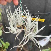 ブロメリア　コレクション　Tillandsia recurvifolia v.subsecundifolia 吊り_画像4