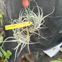 ブロメリア　コレクション　Tillandsia recurvifolia v.subsecundifolia 吊り_画像3