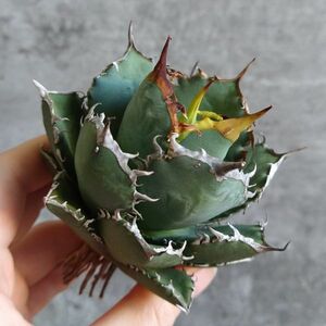 【D582】SS級極上ボールタイプ！！【極上ノンネーム チタノタ！強棘 ボール株！！】agave titanota アガベ チタノタ