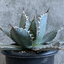 【F7204】SS級極上発根済み！！【極上US産！！】特選！アガベ チタノタ ライオンズメーン Agave titanota_画像3