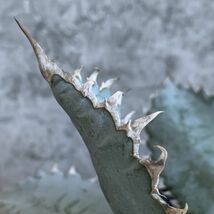 【F7204】SS級極上発根済み！！【極上US産！！】特選！アガベ チタノタ ライオンズメーン Agave titanota_画像7