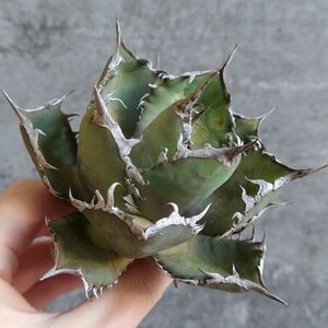 【D645】ラスト株！！SS級極上ボールタイプ！！【極上ノンネーム チタノタ！強棘 ボール株！！】agave titanota アガベ チタノタ