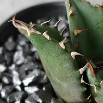 【D660】S級！【希少品種！】アガベ チタノタ キョウト Agave titanota”Kyoto”_画像6