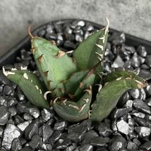 【D727】【希少品種！】アガベ チタノタ キョウト Agave titanota”Kyoto”_画像3