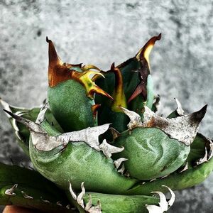 【NN741】残りわずか！！【超希少 チタノタ】 アガベ チタノタ 『 阿修羅 』 Agave titanota ' ASHURA '