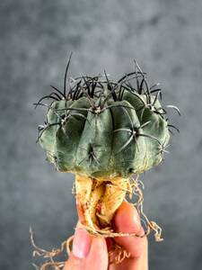 7 Eriosyce paucicostata エリオシケ パウキコスタータ ( コピアポアと同じ自生地 チリ原産の黒刺が魅力的な美サボテン 塊根植物 多肉植物