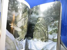 FISH-OWL　シマフクロウ　神鳥・コタンコルカムイ　写真集　平凡社　アイヌ　120104_画像6