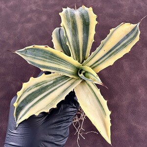 【Lj_plants】178 多肉植物アガベ フェロックス錦 黄覆輪斑 縞斑 極上斑です 極上美株