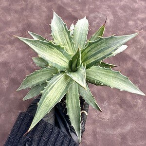 【Lj_plants】209 アガベ スノ-デビル 極上斑です Agave deserti v. simplex variegata Snow Devil 極上美株