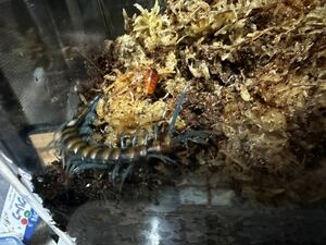 超希少種！ルソンハイランドブルーレッグ！10cm オオムカデ　奇虫　ムカデ　昆虫　クモ　サソリ　タランチュラ