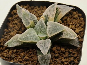 ■[W039]ピグマエア錦KS-3　ヤマト運輸 【多肉植物　Haworthia　ハオルチア　ハオルシア】