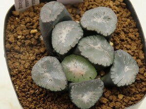 ■[W035]Big Bang　ヤマト運輸 【多肉植物　Haworthia　ハオルチア　ハオルシア】