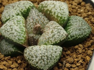 ■[W074]モナリザ×キング　ヤマト運輸 【多肉植物　Haworthia　ハオルチア　ハオルシア】