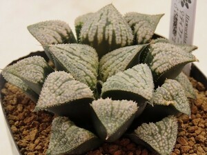 ■[W052]ティファニー×古都姫葵F2　実生　未繁殖　ヤマト運輸 【多肉植物　Haworthia　ハオルチア　ハオルシア】