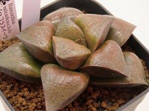 ■[W086]ショコラスイーツ　ヤマト運輸 【多肉植物　Haworthia　ハオルチア　ハオルシア】