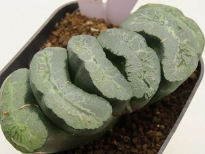 ■[W089]葵二条　ヤマト運輸 【多肉植物　Haworthia　ハオルチア　ハオルシア】