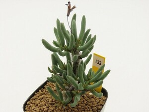 ■[W127]buchholzianus　ブックホルジアヌス　挿し木　発根済み　ヤマト運輸 【多肉植物　Tylecodon　チレコドン】