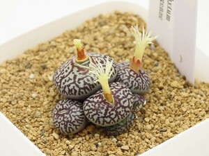 ■[W168]wittebergense RR714 ウィッテベルゲンセ　実生苗　ヤマト運輸 【多肉植物　Conophytum コノフィツム】