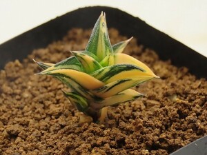 ■[Y039]ビスコーサ錦　ヤマト運輸 【多肉植物　Haworthia　ハオルチア　ハオルシア】