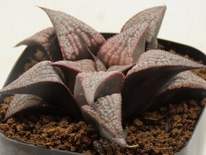 ■[Y032]Scarlet Dinosaur スカーレットダイナソー　ヤマト運輸 【多肉植物　Haworthia　ハオルチア　ハオルシア】