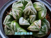 ■[Y017]Black＆White　ブラック&ホワイト　ヤマト運輸 【多肉植物　Haworthia　ハオルチア　ハオルシア】_画像3