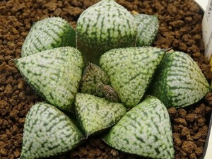 ■[Y059]♀黄乳　 ♂黄乳NS-1　実生　未繁殖　ヤマト運輸 【多肉植物　Haworthia　ハオルチア　ハオルシア】