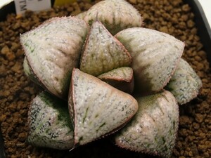 ■[Y090]GM452-TM　ヤマト運輸 【多肉植物　Haworthia　ハオルチア　ハオルシア】