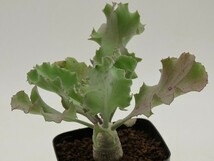 ■[Y139]cyclophylla シクロフィラ　実生苗　ヤマト運輸 【多肉植物　Othonna　オトンナ】_画像1