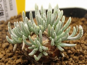 ■[Y182]quinaria ssp. alstonii 赤花　クイナリア アルストニー　実生苗　ヤマト運輸 【多肉植物　Avonia　アボニア】